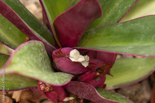 flower in garden