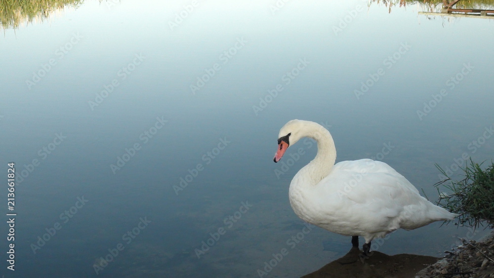 Fototapeta premium Swan