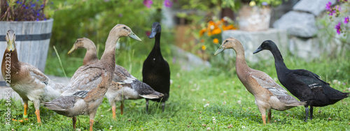 flock of indian runner ducks in the garden