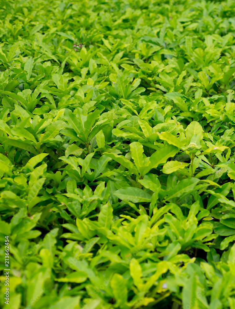 Leaves sprout dense trees and lush. Leaves sprout dense trees and lush.