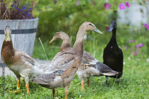 flock of indian runner ducks in the garden