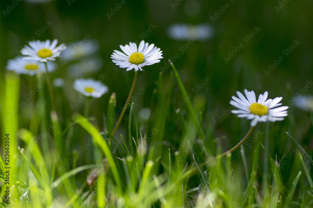 Bellis perennis flowers in bloom, lawn full of daisies, wild beautiful small flowering plant with white pink petals Bellis perennis flowers in bloom, lawn full of daisies, wild beautiful small flowering plant with white pink petals