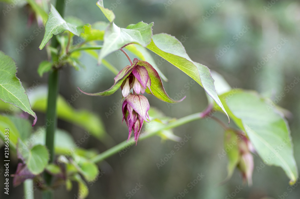 Leycesteria formosa the Himalayan honeysuckle flowers in bloom, dark red flowering plant, green leaves Leycesteria formosa the Himalayan honeysuckle flowers in bloom, dark red flowering plant, green leaves