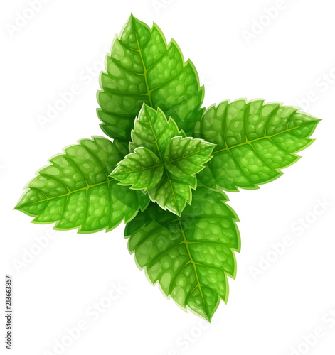 Mint green leaves top view. Main natural organic ingredient