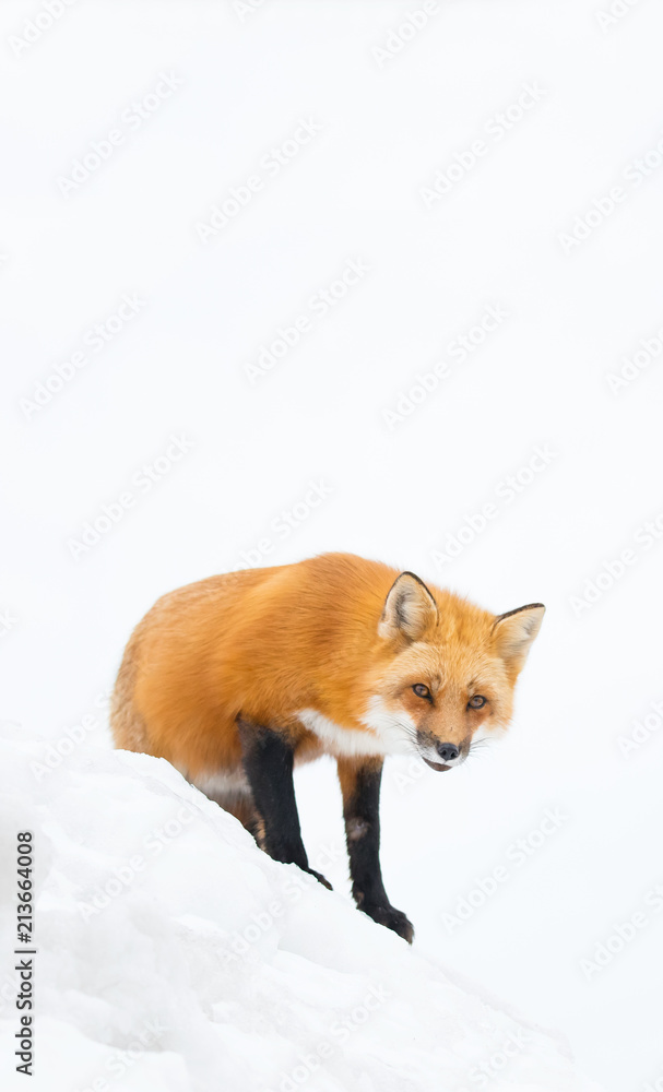 Red fox, Canada