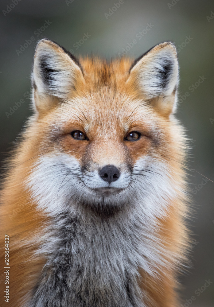 Red fox, Canada Red fox, Canada