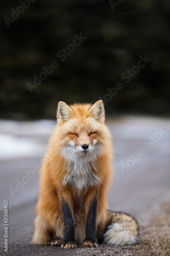 Red fox, Canada © Brittany