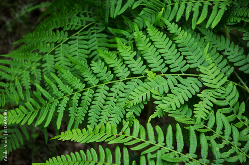 Leaves of the fern. The leaves of the green fern in the forest.