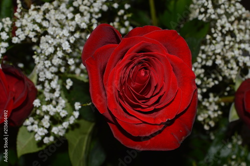 The beautiful red rose flower on a bouquet