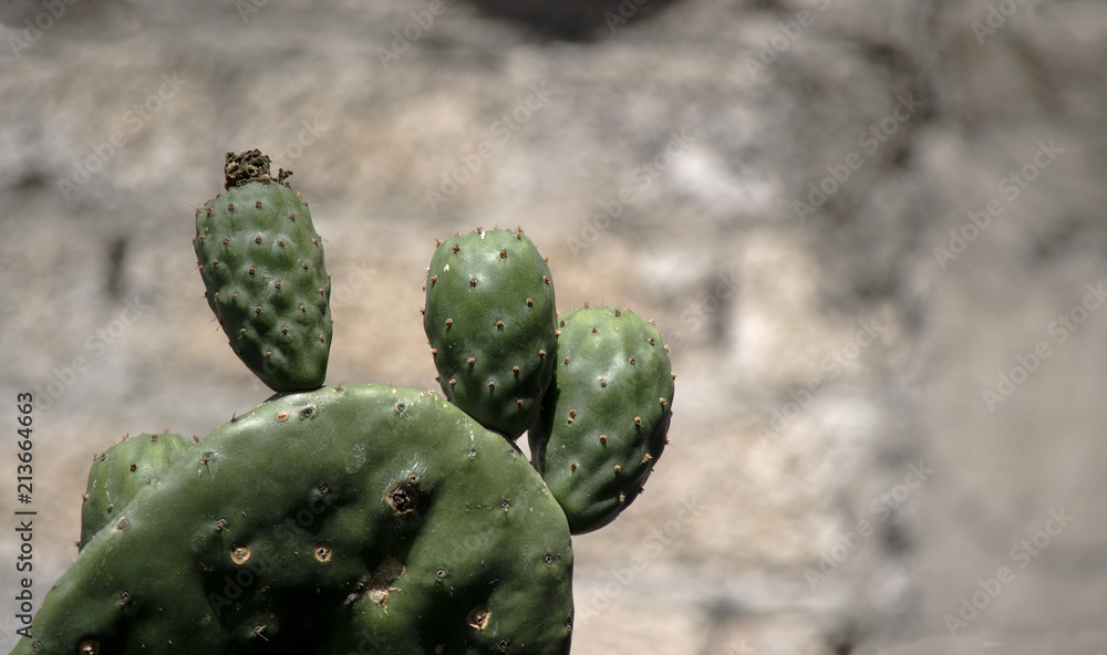 Tunas verdes en hoja de nopal Stock Photo Adobe Stock