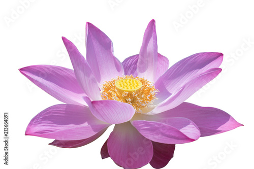 Beautiful pink water lily flower with Yellow Pollen on isolate background .