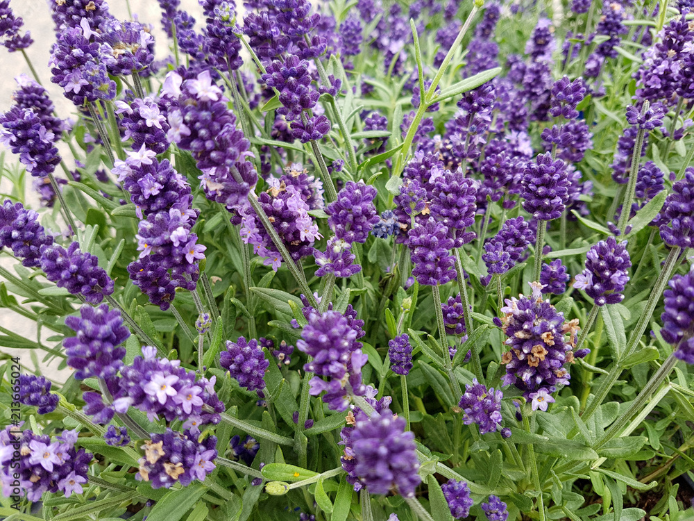 Obraz premium Lavendel, Lavendula, angustifolia, officinalis