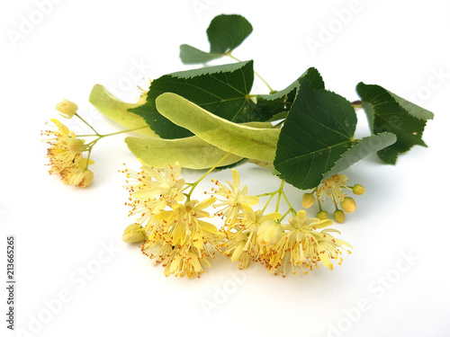 Fotografie Lindenbaum, Tilia, platyphyllos