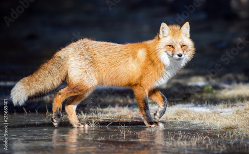 Red fox  winter  Canada.