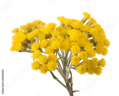 Yellow helichrysum flowers photo