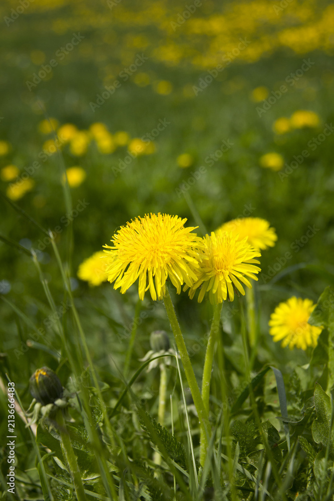 Detail of dandelions. National Park Sumava, Czech Republic. Detail of dandelions. National Park Sumava, Czech Republic.