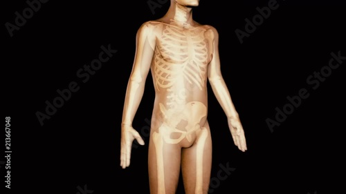 Fat Loss Concept Animation - 3D male losing fat fast