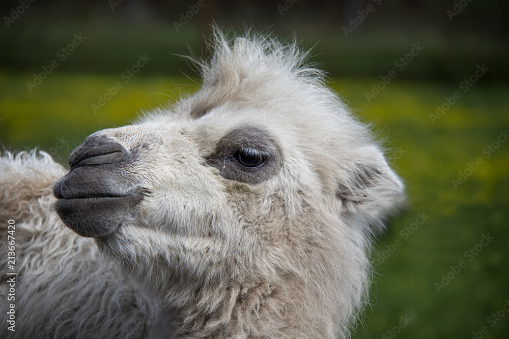 Bactrian Camel baby. Camelus bactrianus.