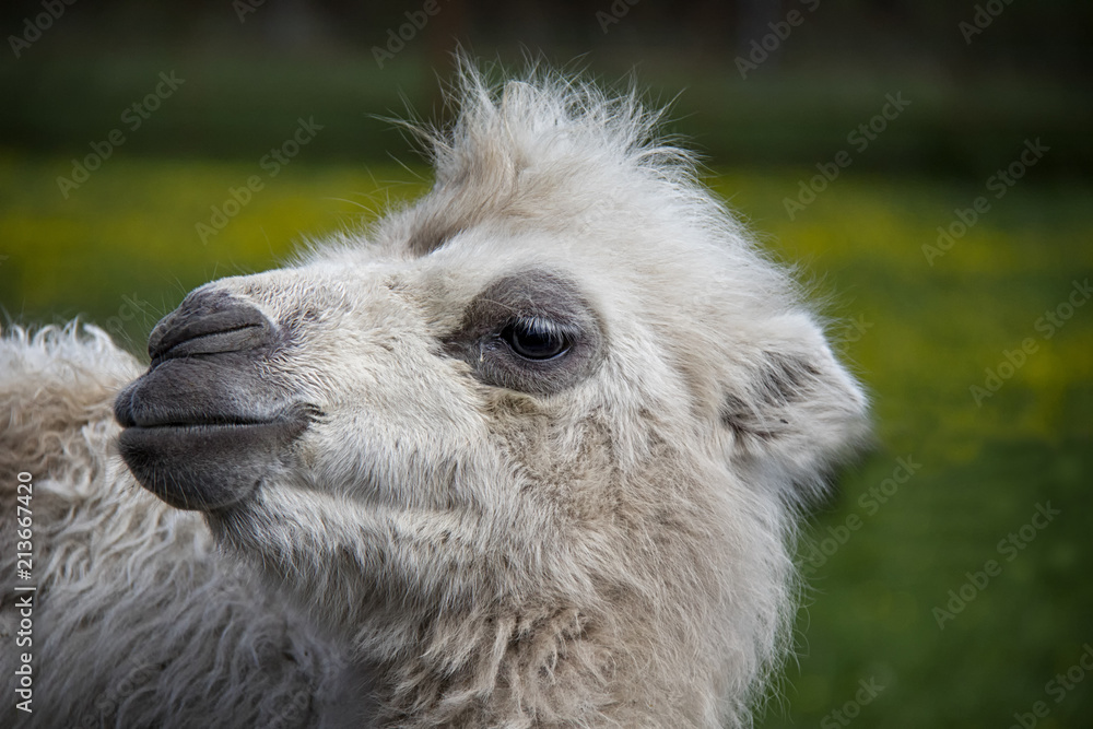 Fototapeta premium Bactrian Camel baby. Camelus bactrianus.
