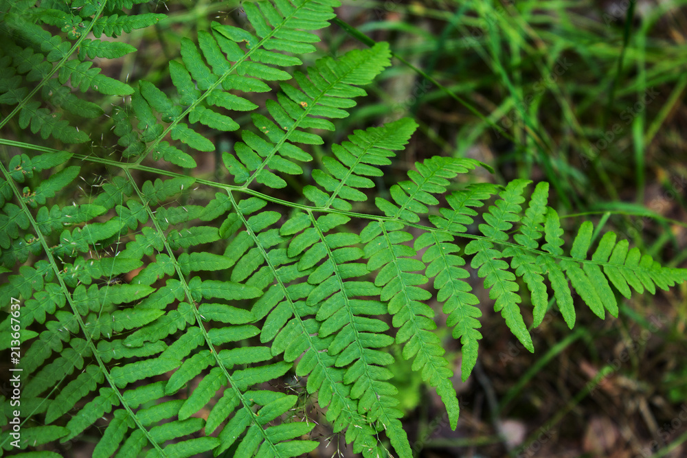 Leaves of the fern. The leaves of the green fern in the forest. Natural background. Leaves of the fern. The leaves of the green fern in the forest. Natural background.
