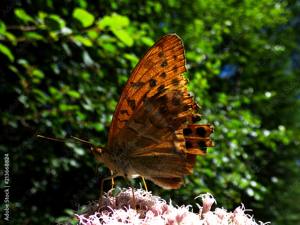 Fototapeta premium Summertime and Blue Sky
