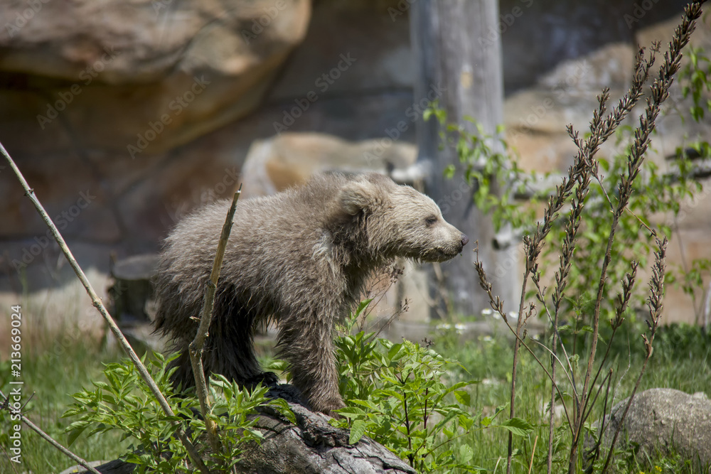 Fototapeta premium Himalayan brown bear cub. Ursus Arctos Isabellinus.