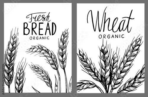 Wheat ears. Vector illustration