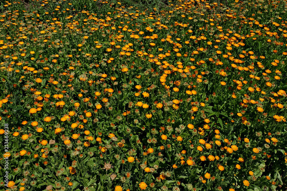Field of flowering calendula. Medicinal flower - marigold. Many orange flowers as a background.