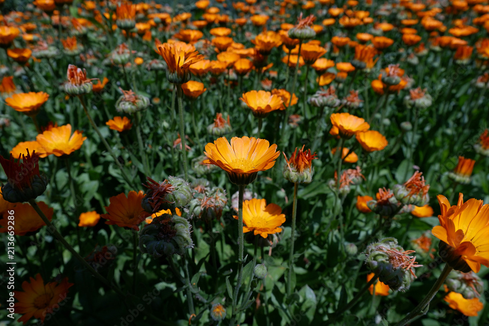 Field of flowering calendula. Medicinal flower - marigold. Orange flower close-up.