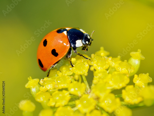 Ladybug on the plant flower.