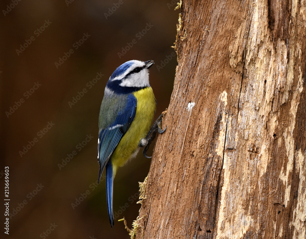 Obraz premium Meise; Blaumeise; Cyanistes caeruleus; tit; bluetit;omtit;