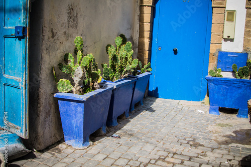 blue wooden boxes with cactuses on the narrow street of the old city of Essaouira. Africa, Morocco, the old city   © Galyna Chyzh