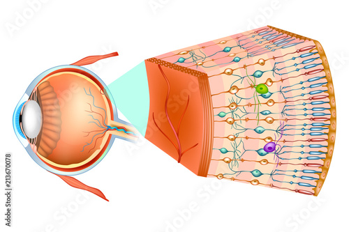 Structure of the human eye and organization of the retina. Optic part of retina.  photo