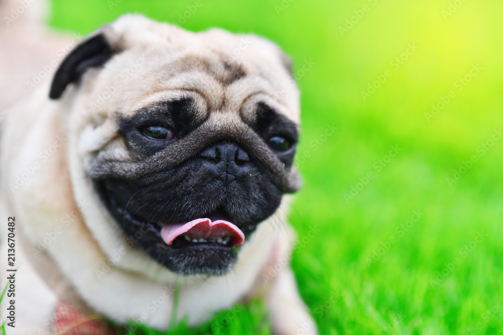 Cute brown Pug playing alone in garden, close up
