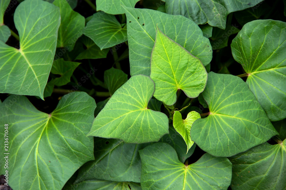 Natural bush background. Plant and leaves of Sweet potato purple Japanese Naruto Kintoki in organic farming garden. Natural bush background. Plant and leaves of Sweet potato purple Japanese Naruto Kintoki in organic farming garden.
