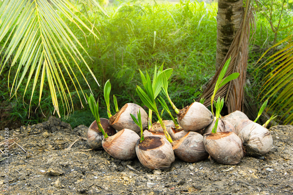 Many sapling of aromatic coconut small tree. grow out of seed and prepared to be planted.