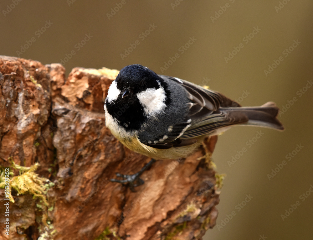 Fototapeta premium Meise; Tannenmeise; Periparus ater; coal tit; tit; chickadee; tomtit;