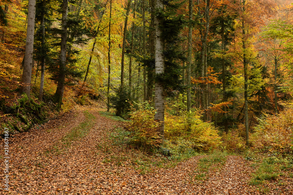 Obraz premium Herbstwald