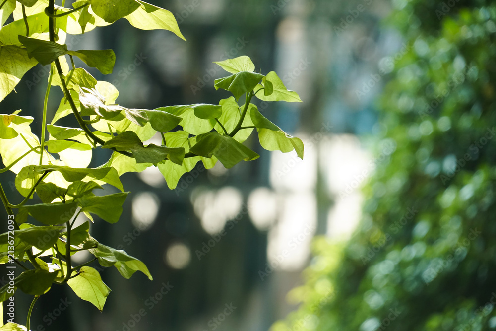 green leaf plant tree morning light shadow