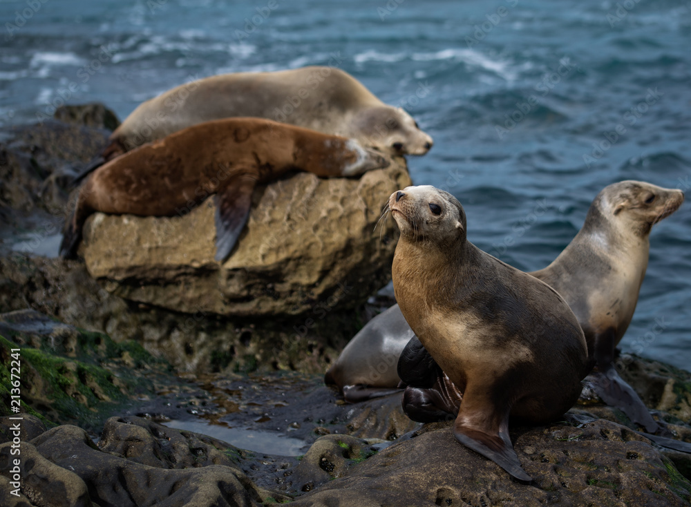 Fototapeta premium Seal