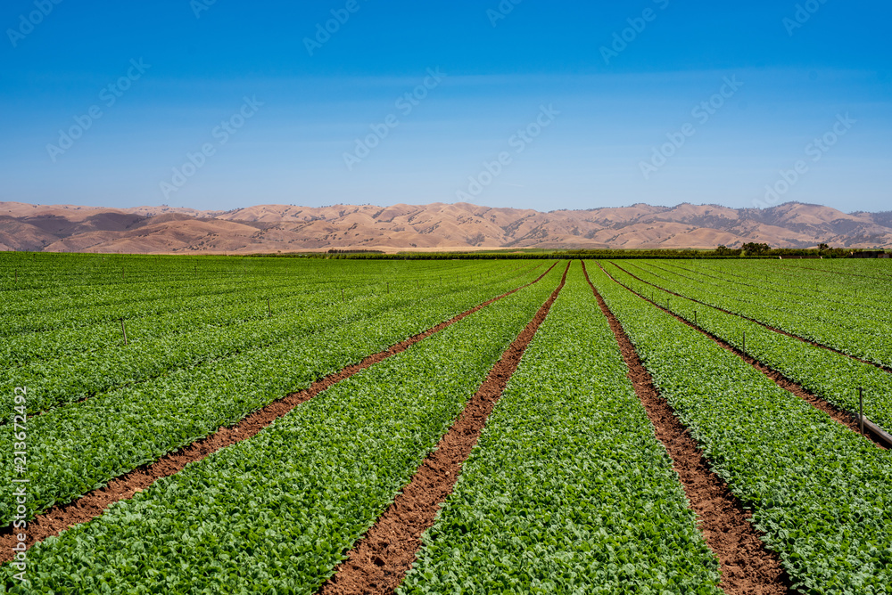 California Spinach Landscape
