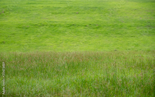 A beautiful green grass field with small flowers background