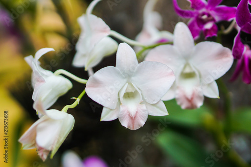 white orchid close up