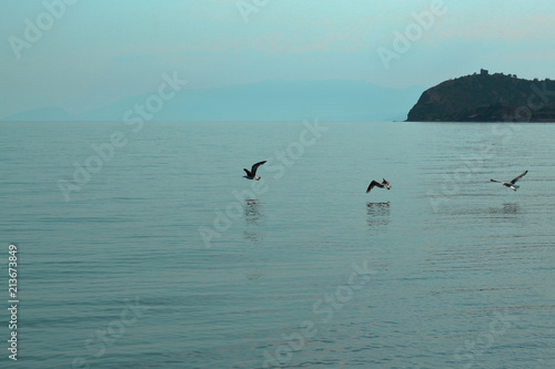 seagulls fly over the sea