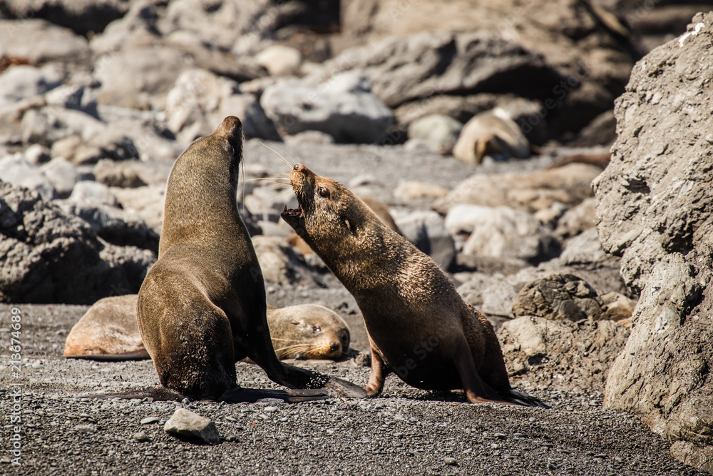 Fototapeta premium Seal fight. Two youngsters having fun on a rocky shore. Wildlife, animal, mammal, nature. Observe, travel, experience. 