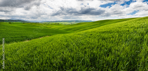 Rolling hills, endless green fields. Amazing agriculture scene. Fresh spring green colors, crop, wheat. Cloudy sky, creating dramatic look.