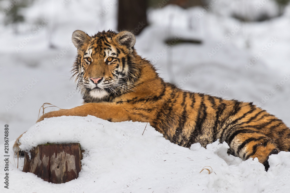 Obraz premium Young Siberian tiger resting on snow on winter morning. Sunlit scene of this beautiful dangerous yet endangered mammal.