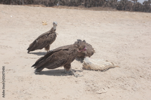 profile portrait of a vulture on a beach group of birds photo