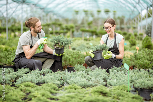 Young couple of workers in uniform taking care of plants at the greenhouse of the plant shop