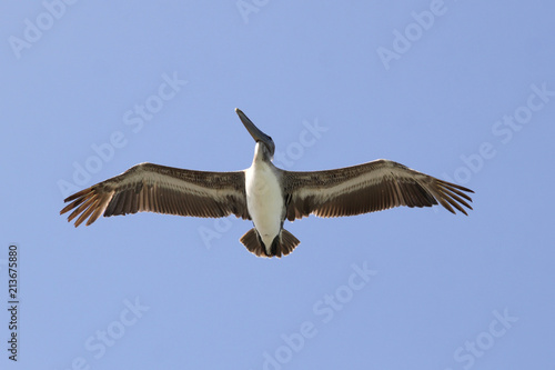 Flying pelican in Varadero Cuba © Ken